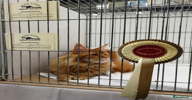 Maine Coon cats - Advert 8