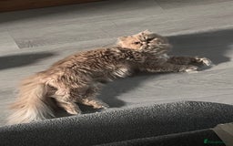 Persian cats for sale: Male Persian for sale - Advert 3