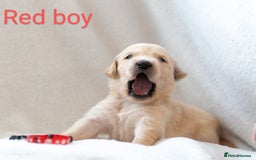 Golden Retriever dogs for sale: Golden Retiever Puppies   - Image 8