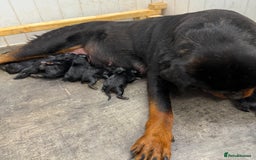 Rottweiler dogs for sale: 🦍🖤🤎KC REG 5 star breeders🤎🖤🦍 - Image 16