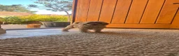 Cockapoo dogs for sale: Outstanding cockapoo puppies  - Advert 1