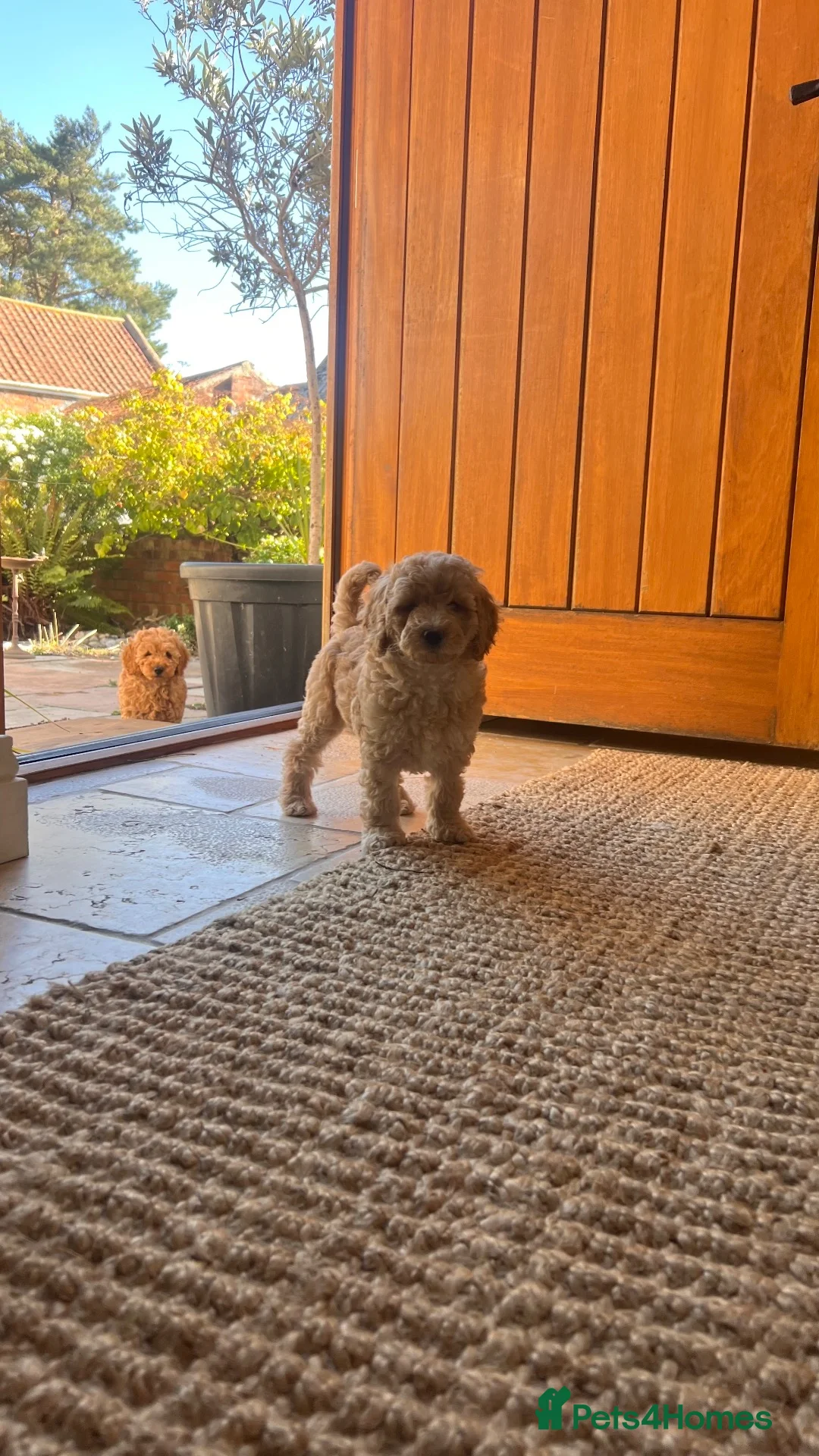 Cockapoo dogs for sale: Outstanding cockapoo puppies  - Advert 1