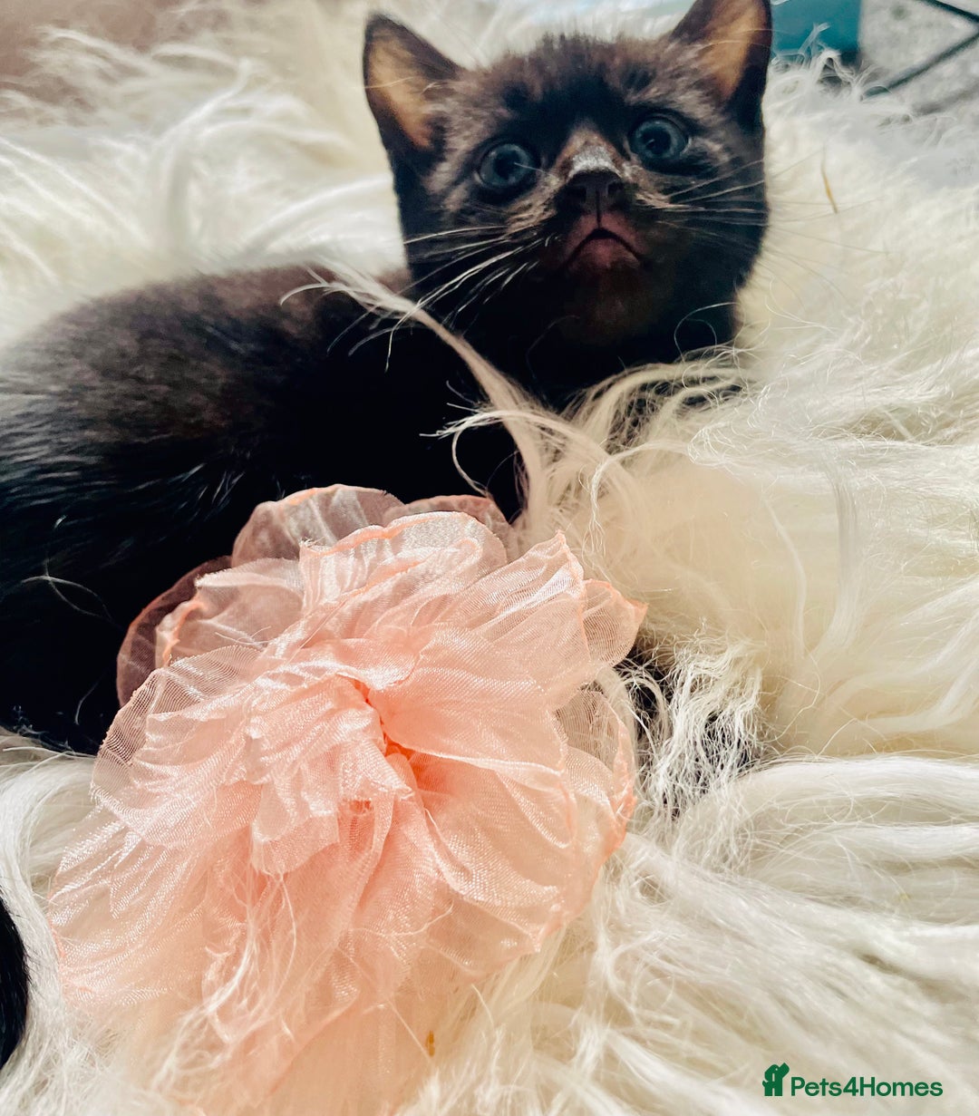 Mixed Breed cats for sale: All Black tiger stripes kittens 3 girls 🩷 - Image 5