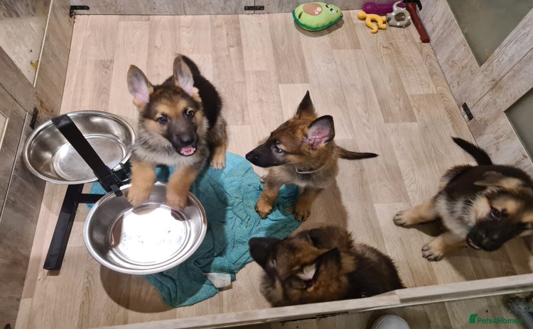 German Shepherd dogs - Advert 2