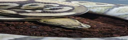 Python Snake reptiles for sale: Desert ghost het clown male proven breeder  - Advert 3
