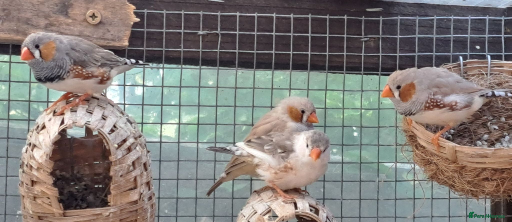 Finches birds Zebra finches - Swindon  - Advert 3
