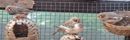 Finches birds for sale: Zebra finches - Swindon  - Advert 1