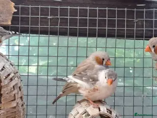 Finches birds Zebra finches - Swindon - Advert 16