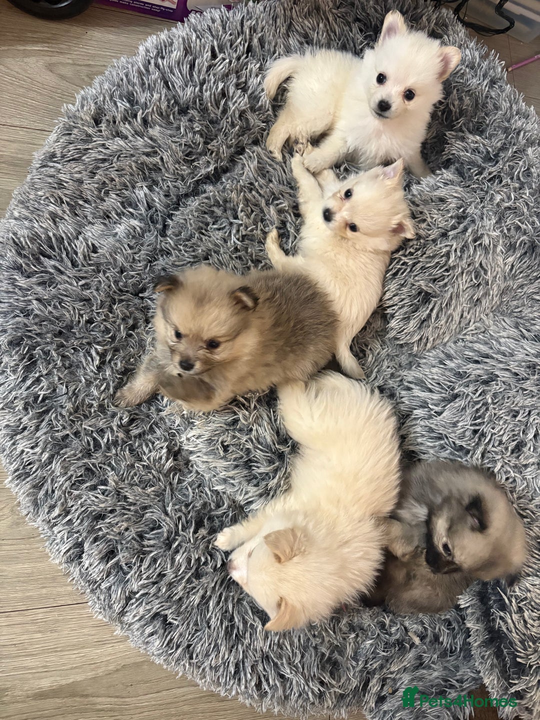 Pomeranian dogs for sale: Pomeranian puppies - Advert 6