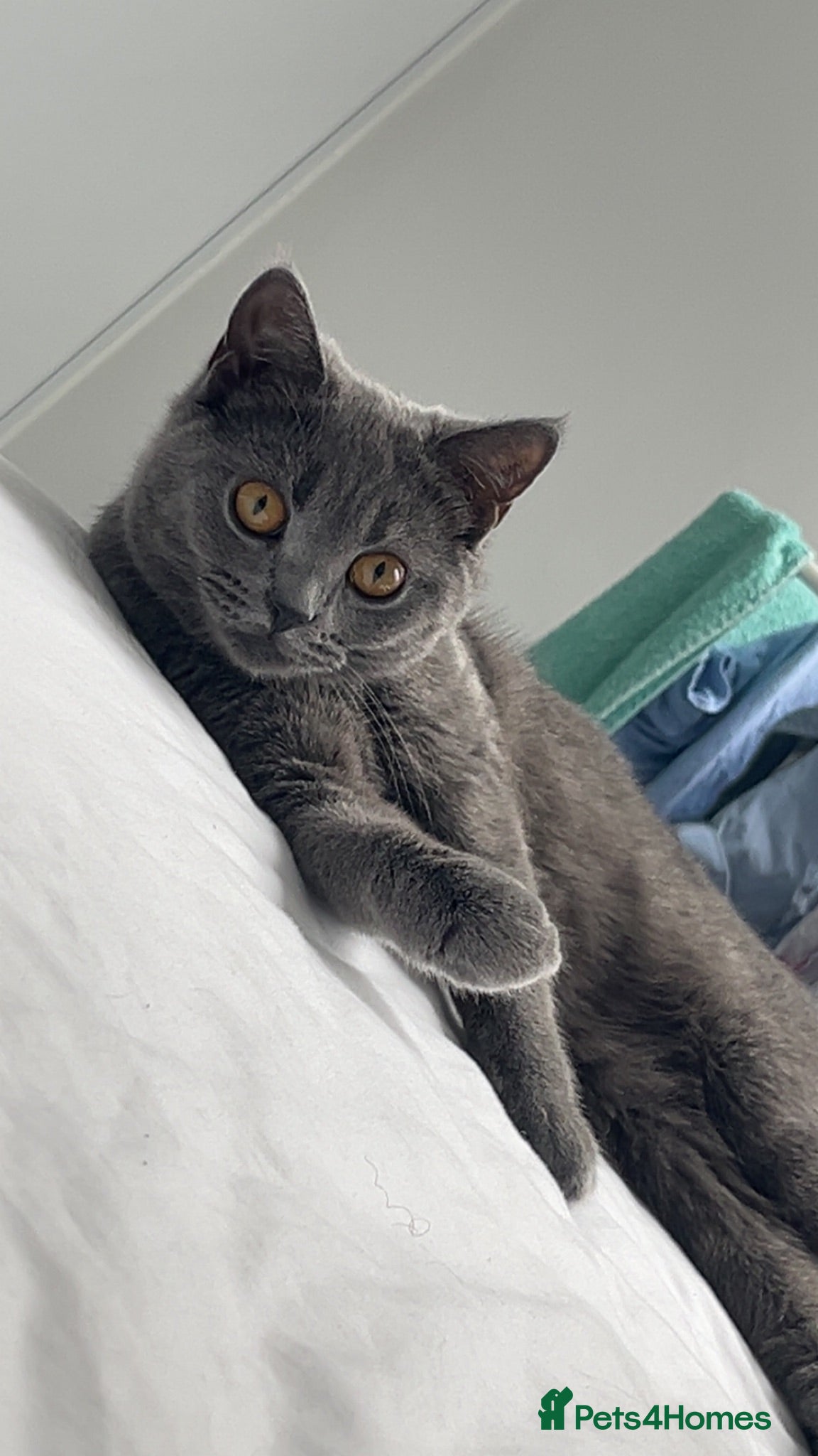 British Shorthair cats Beautiful British Shorthair Female - Luna - Advert 1