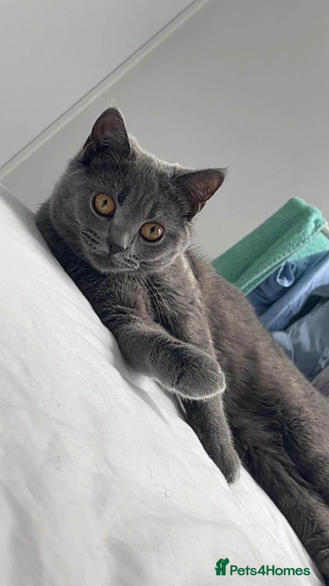 British Shorthair cats for sale: Beautiful British Shorthair Female - Luna - Advert 1