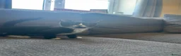 Mixed Breed cats for sale: Adorable Black & White Kittens – Ready Now - Advert 7