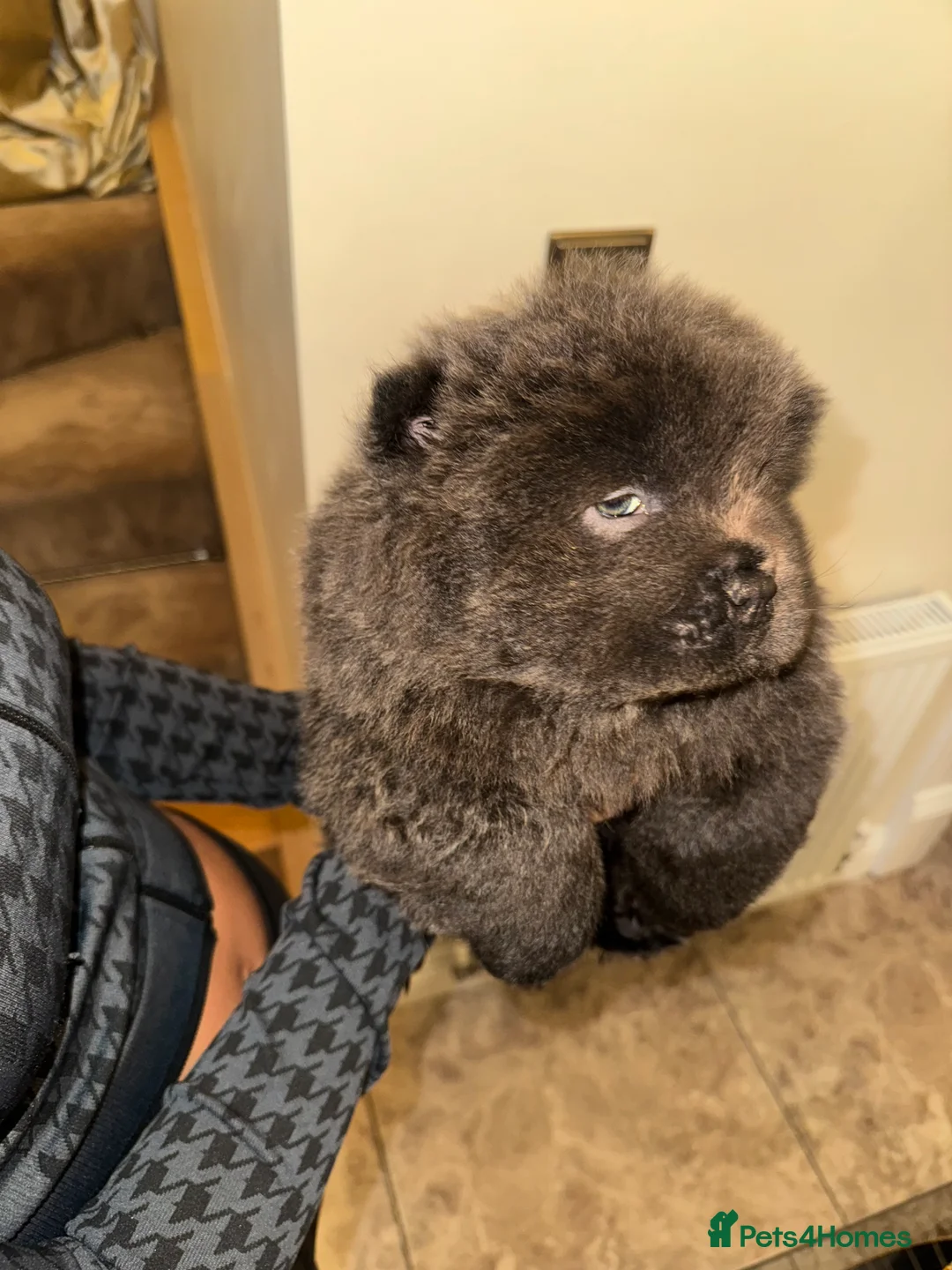 Chow Chow dogs for sale: 3 beautys left ⭐️  - Advert 39