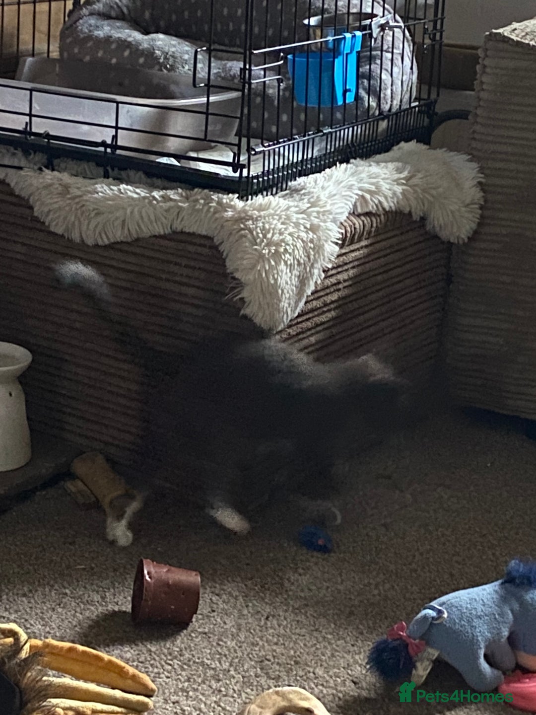 Mixed Breed cats for sale: 1 fluffy kitten + 3 farm rescue semi tame - Image 5