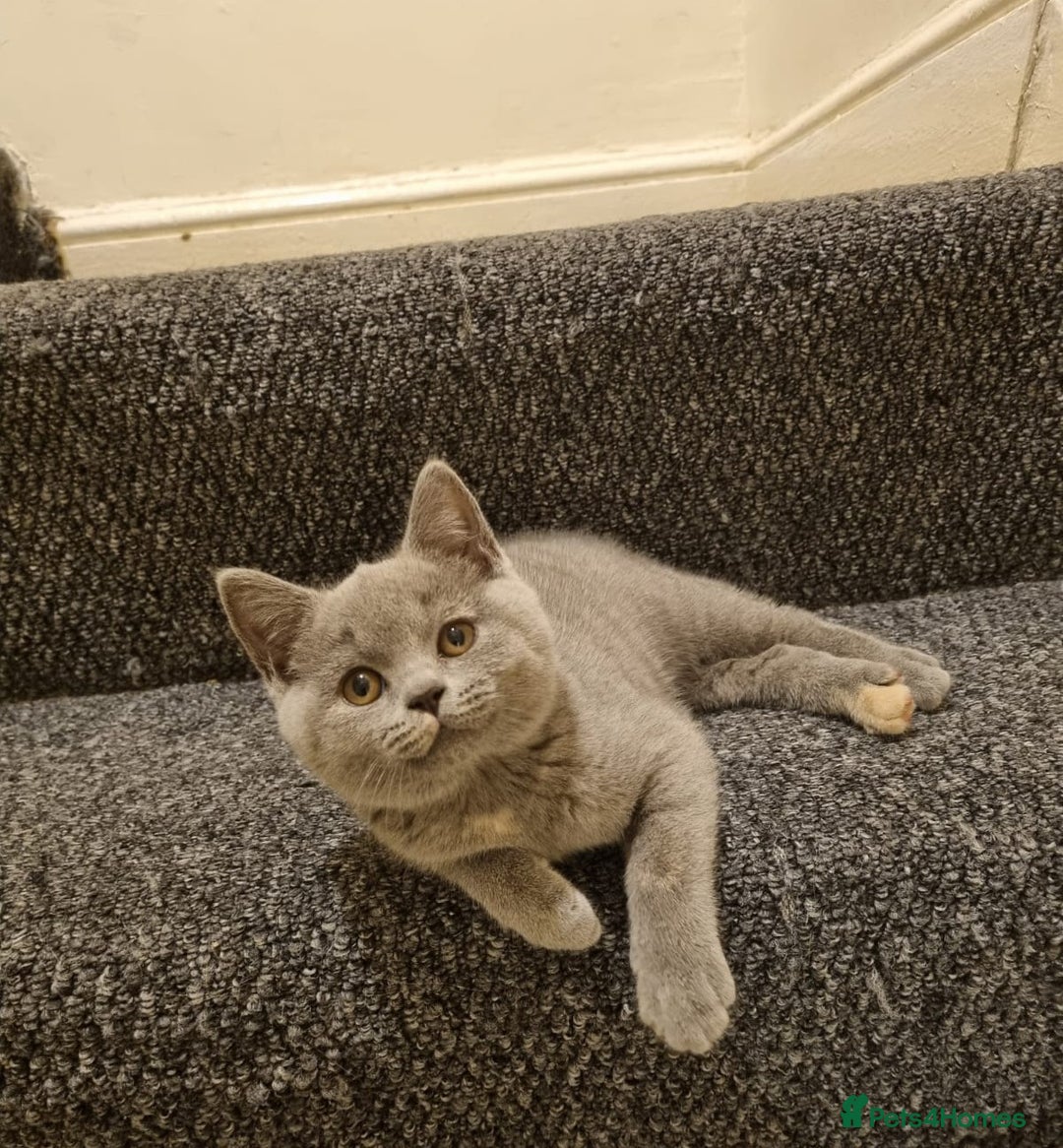 British Shorthair cats for sale: 💜GCCF Kittens Ready for Their Forever Homes!💜 - Image 15