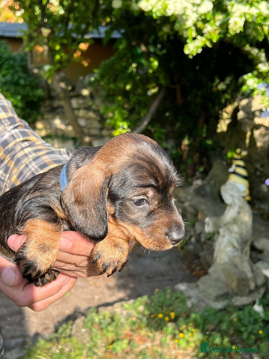Miniature Dachshund dogs for sale: Miniature Wire Haired Dachshund puppies. in Stroud - Image 1