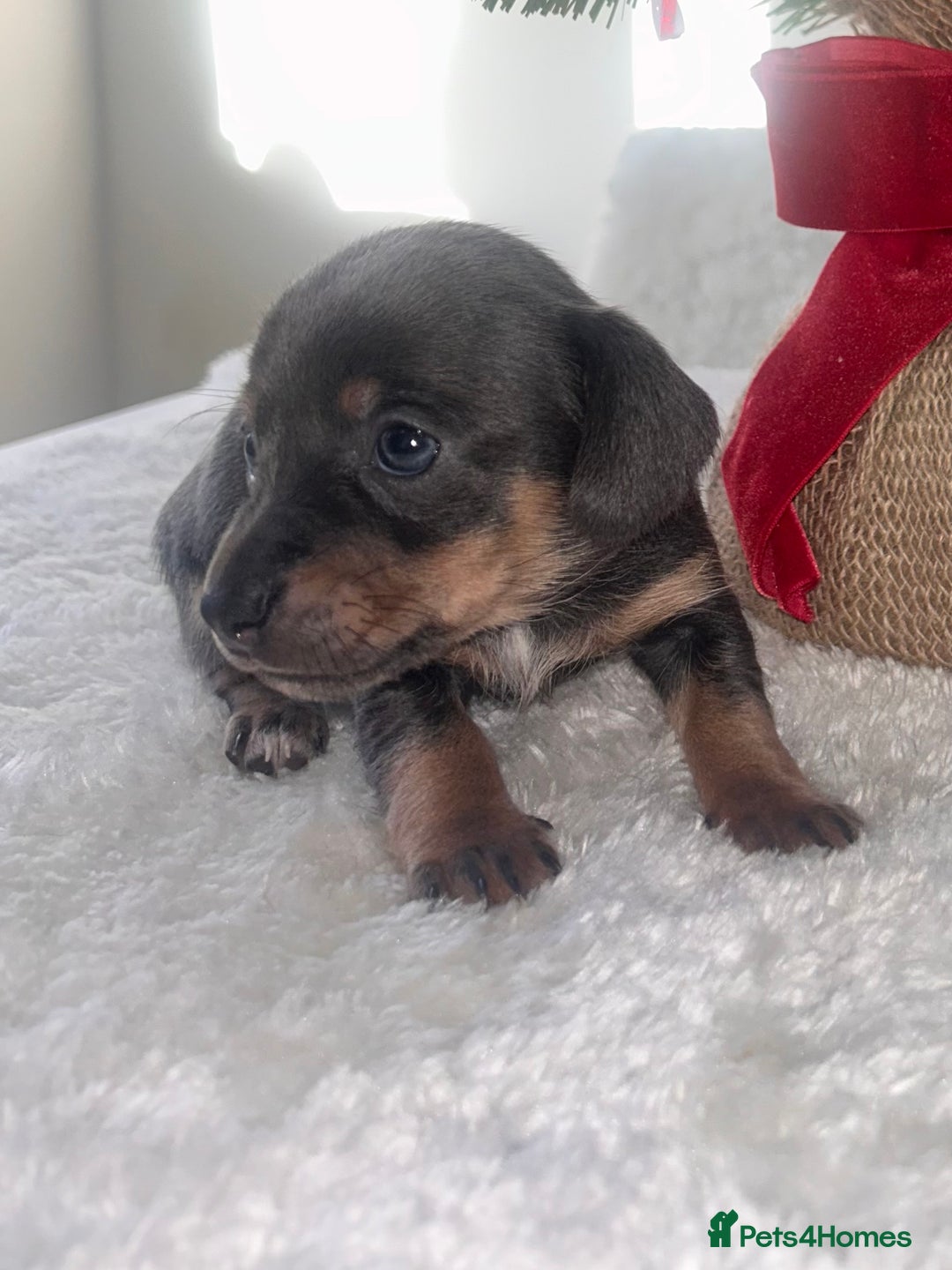Chiweenie dogs for sale: 3 Gorgeous Girls & 2 Beautiful Boys  - Advert 19