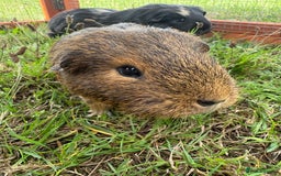 Guinea Pig rodents for sale: Two male guinea pigs  - Image 2
