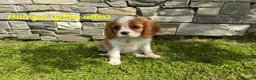 Cavalier King Charles Spaniel dogs for sale: Beautiful health tested cavalier King Charles  - Advert 21