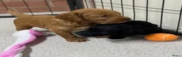 Cockapoo dogs for sale: Stunning Cockapoo Puppies - Only 2 Puppies Left  - Advert 24