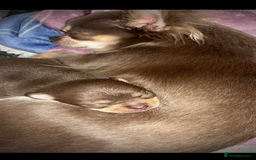 Chihuahua dogs for sale: Chocolate tan tiny girl  - Image 2