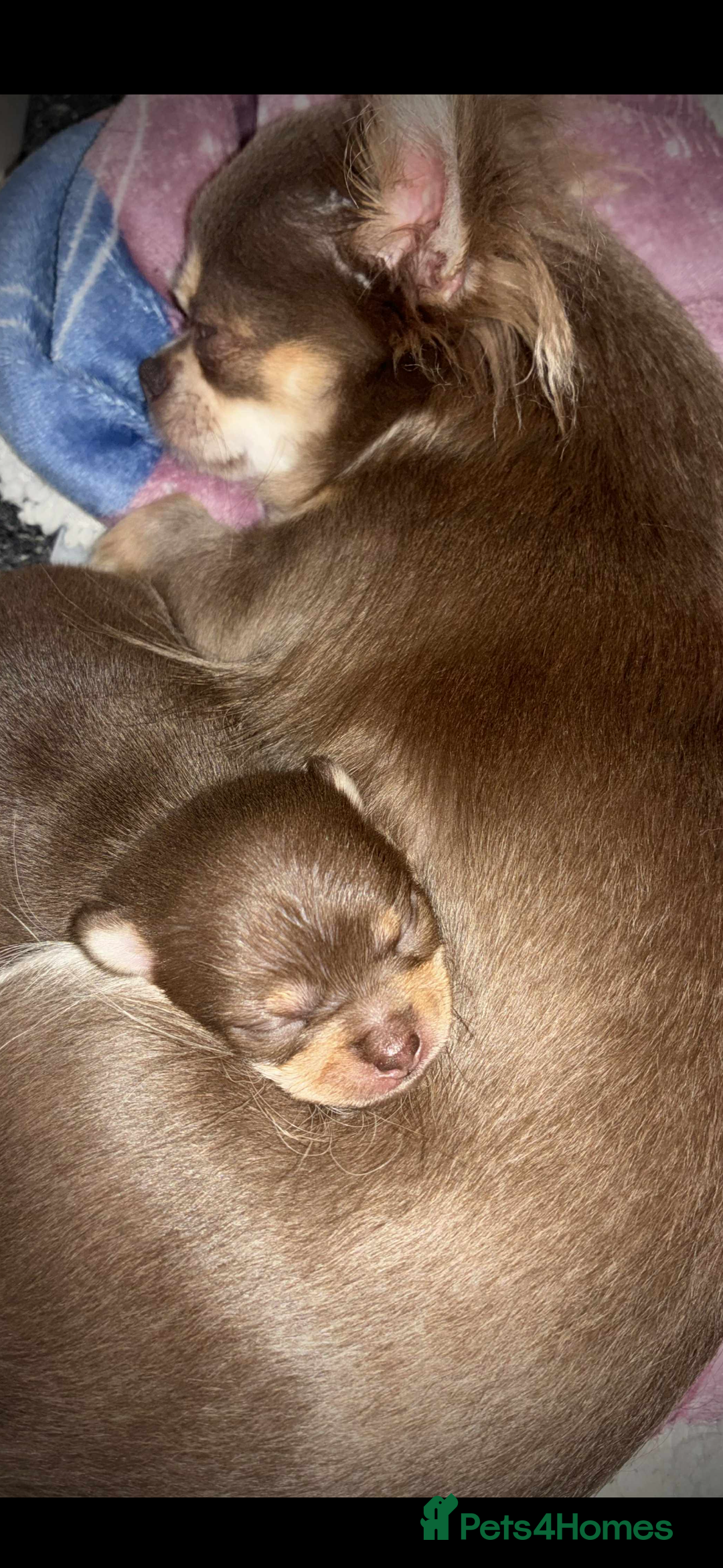Chihuahua dogs for sale: Chocolate tan tiny girl  - Image 2