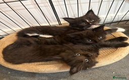 Maine Coon cats for sale:  Adorable Ragdoll x Maine Coon Kittens  - Image 17
