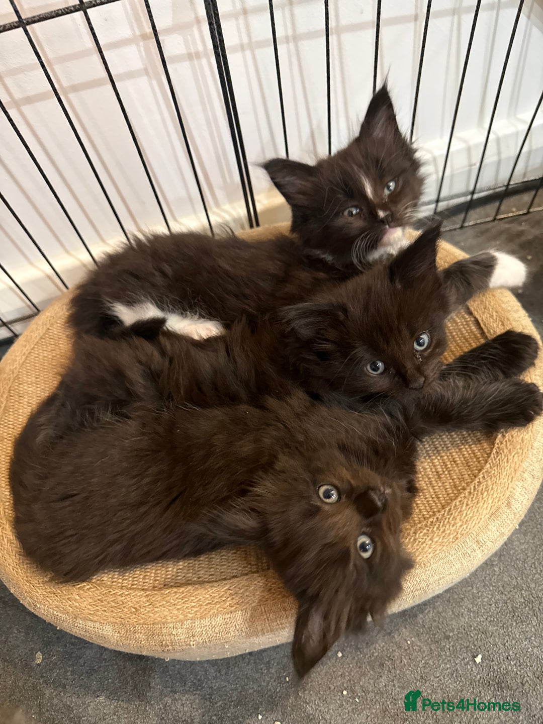 Maine Coon cats for sale:  Adorable Ragdoll x Maine Coon Kittens  - Image 17