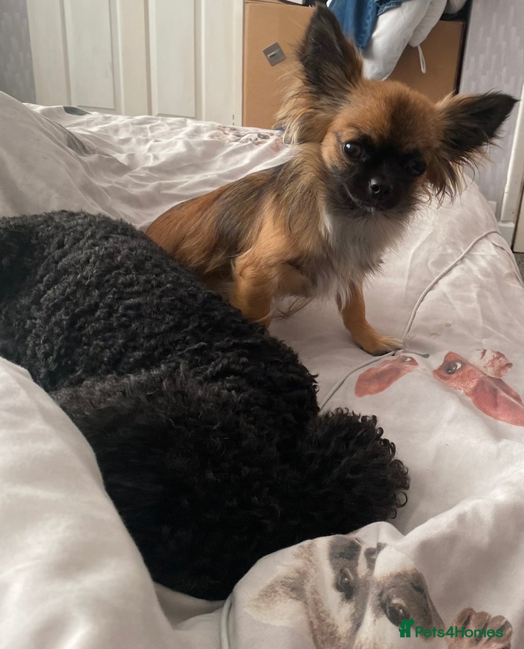 Mixed Breed dogs for sale: Beautiful Small Puppy Looking For A Loving Home - Advert 3