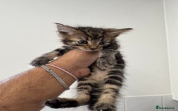 Mixed Breed cats for sale: European shorthair tabby cross kittens available.  - Image 17