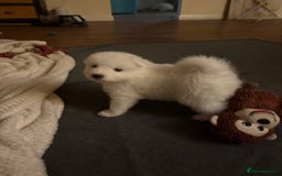 Samoyed dogs for sale: Samoyed puppies for sale - Image 11