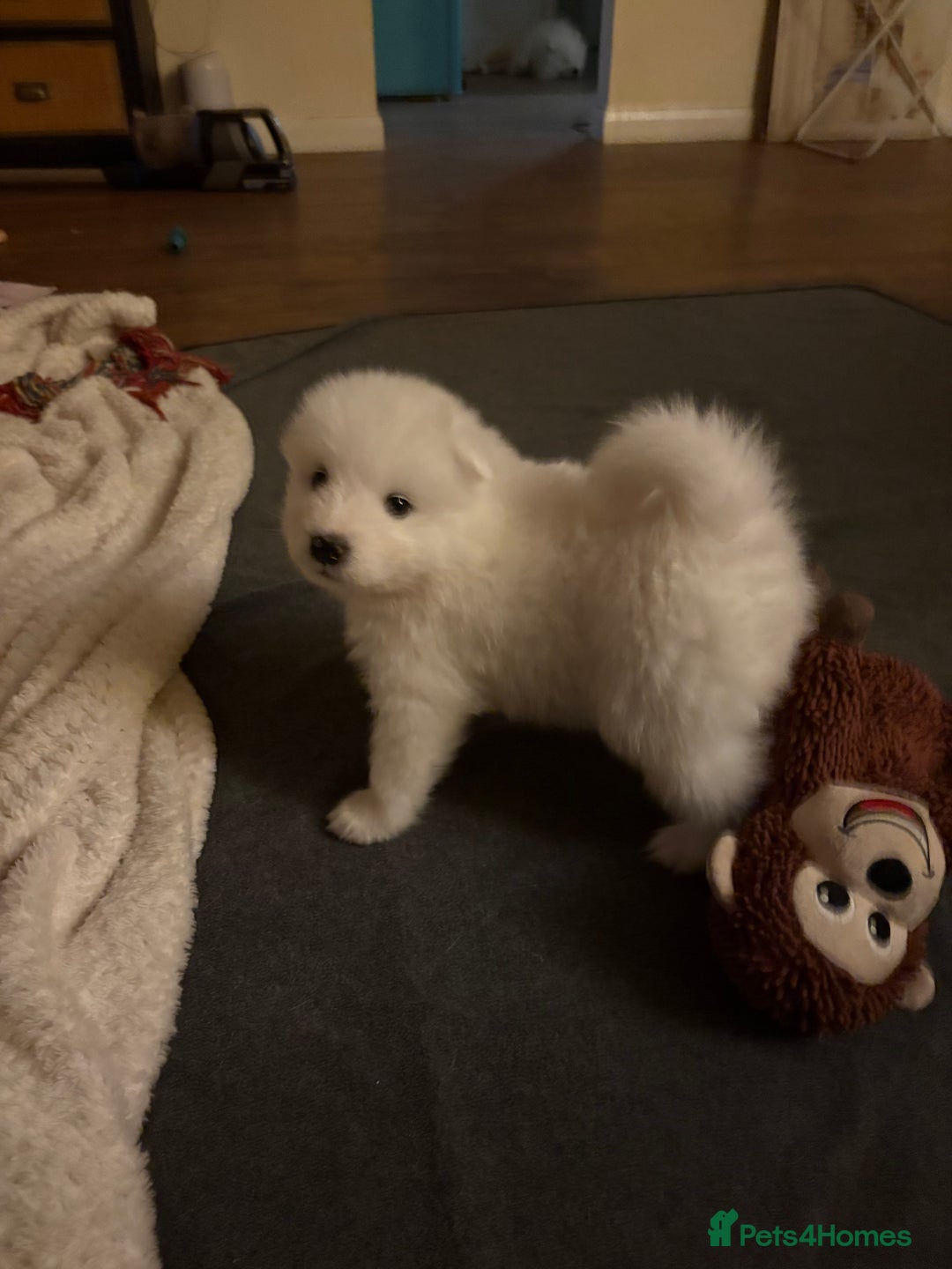 Samoyed dogs for sale: Samoyed puppies for sale - Image 11