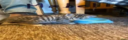 Domestic Shorthair cats for sale: 3 Beautiful kittens in Chichester - Advert 5
