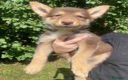 Mixed Breed dogs for sale: German Shepherd cross Malamute Puppies Ready Now  - Image 6