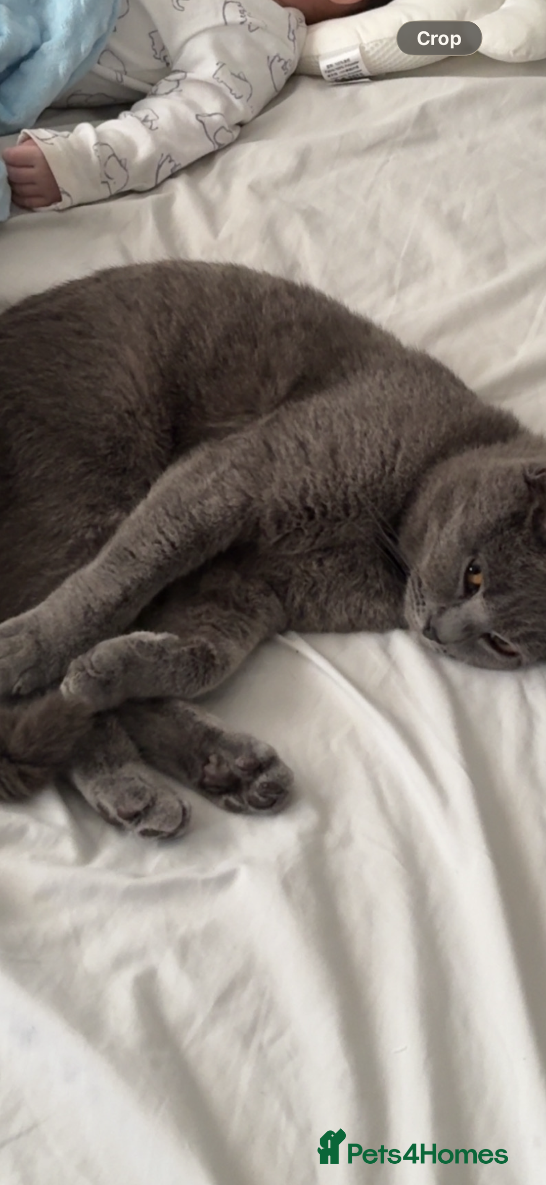 British Shorthair cats for sale: Loki the male BSH  - Advert 3