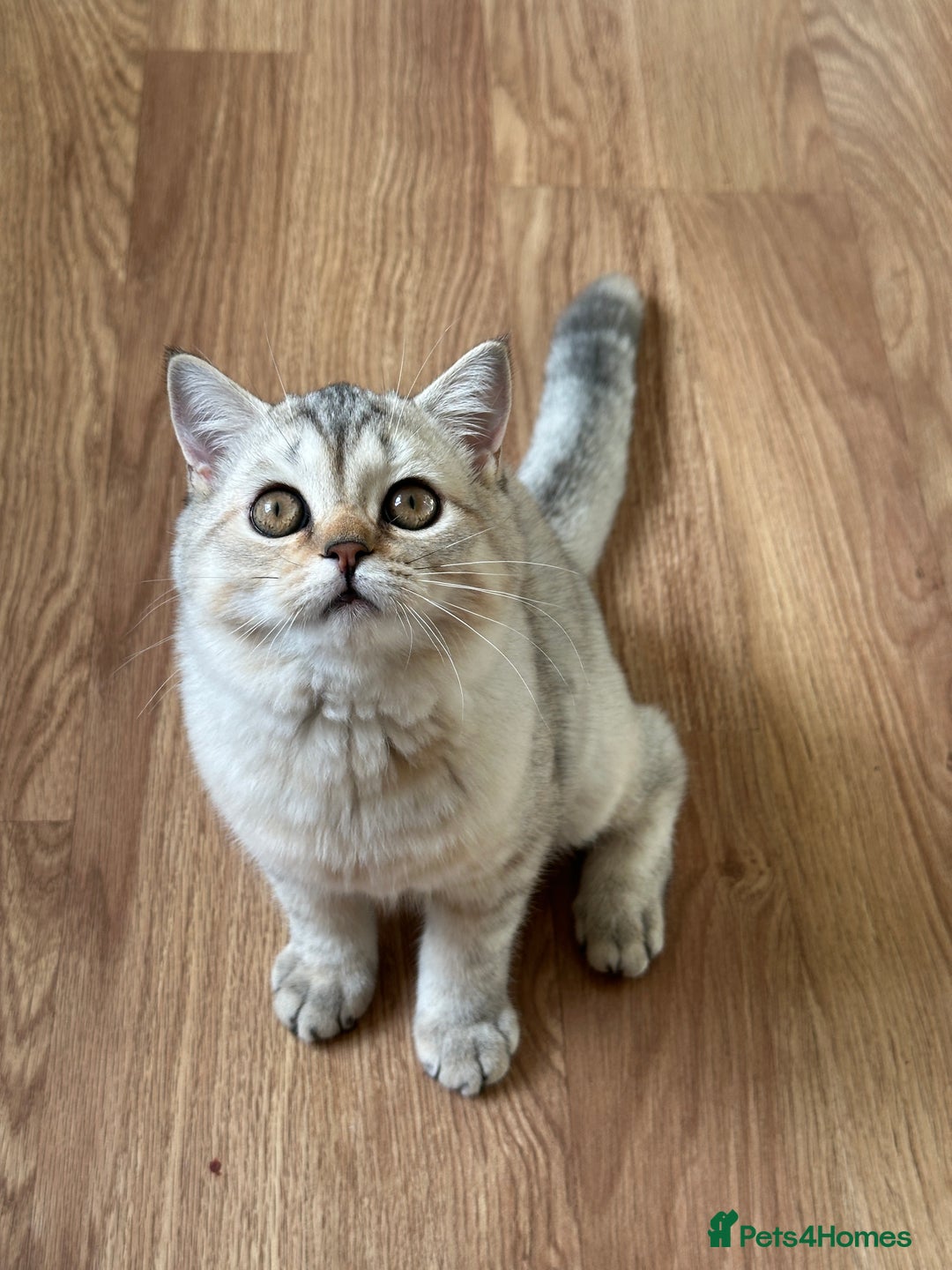 British Longhair cats for sale: Gorgeous British Longhair & Shorthair Kittens - Image 26