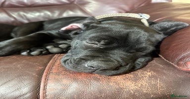 Mixed Breed dogs - Advert 5