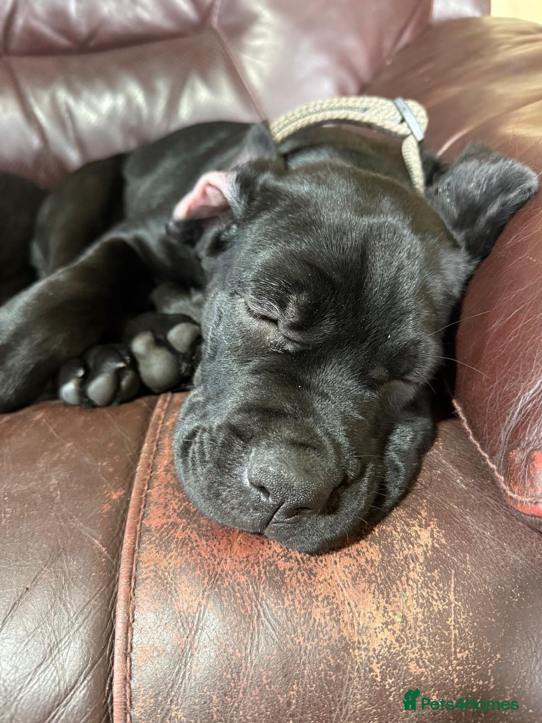 Mixed Breed dogs for sale: cane corso cross puppies  - Image 3