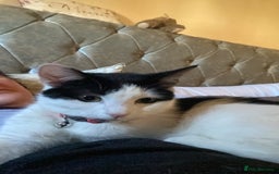 Mixed Breed cats for sale: Female cat - free to good home  - Image 7