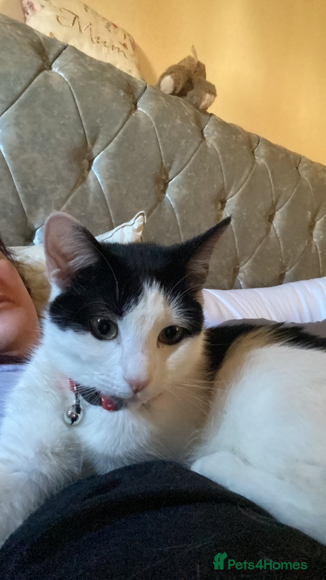 Mixed Breed cats for sale: Female cat - free to good home  - Image 7