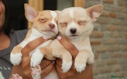 Chihuahua dogs for sale: 4 beautiful Chihuahua pups - Image 10