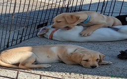 Labrador Retriever dogs for sale: KC Labrador puppies #READY TO LEAVE# - Image 9