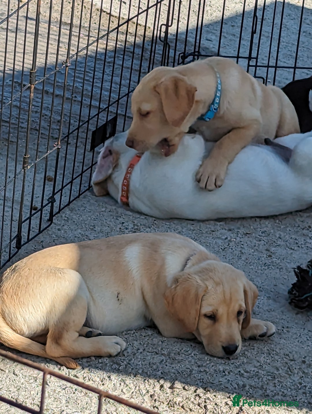 Labrador Retriever dogs for sale: KC Labrador puppies #READY TO LEAVE# - Image 9