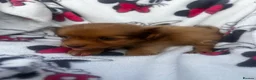 Shih Tzu dogs for sale: Imperial Shih Tzu puppies - Advert 12