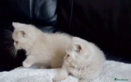 Brazilian Shorthair cats for sale: Beautiful bsh kittens, looking for new homes.  - Image 7