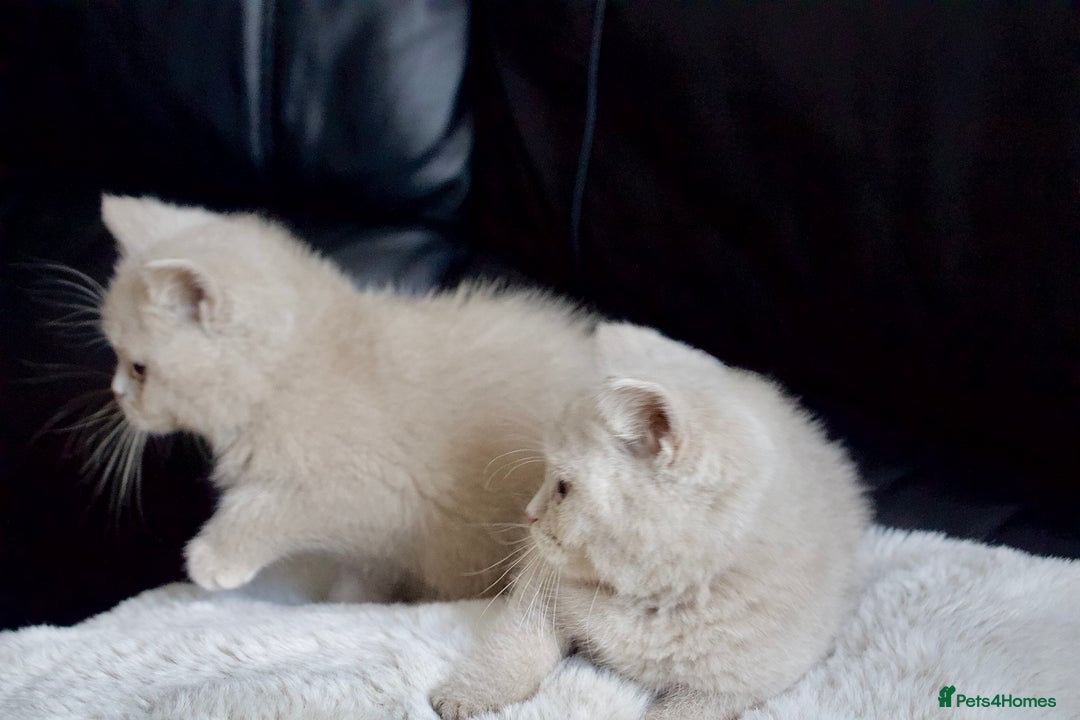 Brazilian Shorthair cats for sale: Beautiful bsh kittens, looking for new homes.  - Image 7