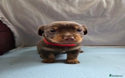 Mixed Breed dogs for sale: Beautiful Jack Russell x Chihuahua Puppies  - Image 6