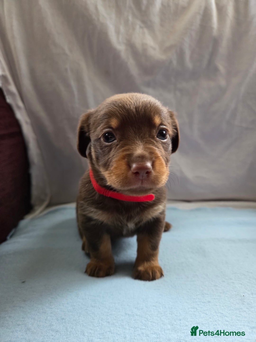 Mixed Breed dogs for sale: Beautiful Jack Russell x Chihuahua Puppies  - Image 6