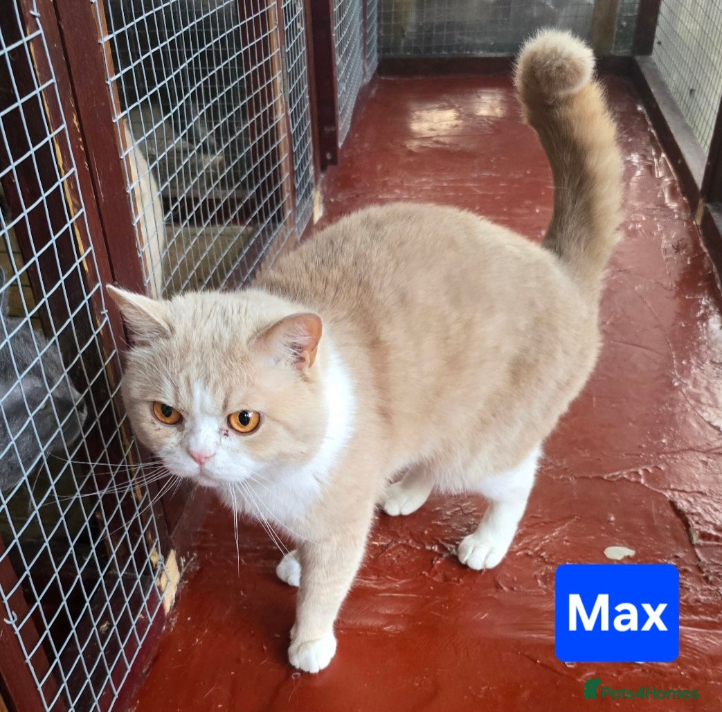 British Shorthair cats Cream and White bi-color boy for Stud - Advert 4