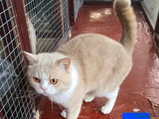 British Shorthair cats Cream and White bi-color boy for Stud - Advert 13
